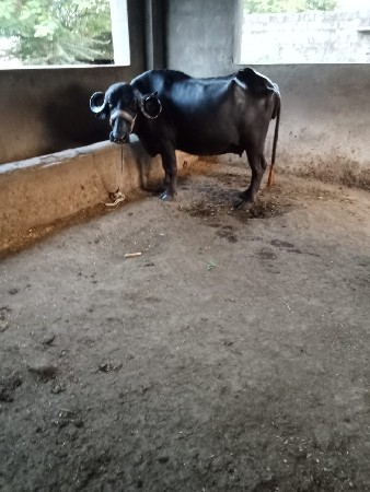 બીજુ વેતર ખડેલી વેચવાની છે