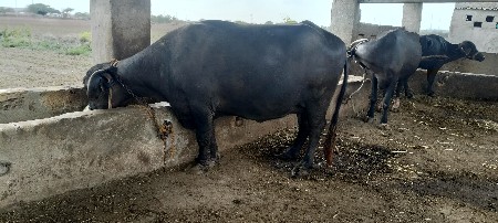 ભેંસ વેચવા ની સે