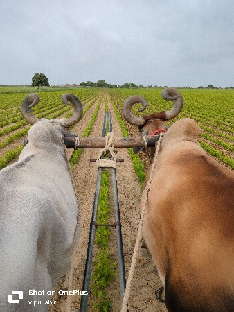 બળદ વેચવાના છે