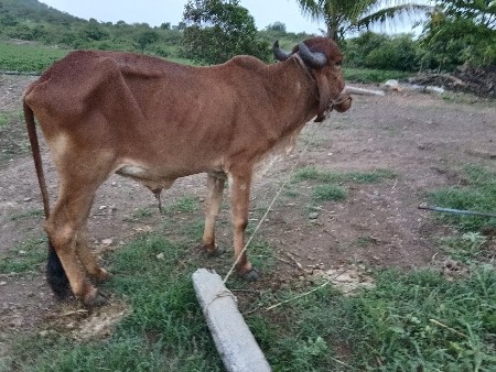 વાછડો વેચવાનો છે