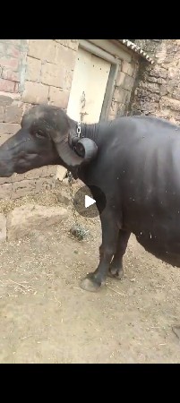 ભેંશ પેશવાની શે