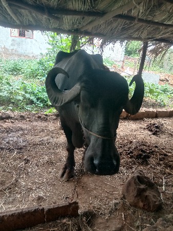 ભેસ વેચવાની છે
