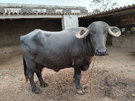 ભેસ