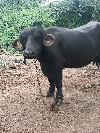 આ ભેંસ વેચવાની છે