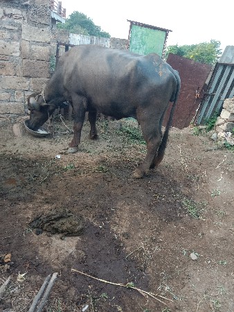 આ ભેંસ વેચવાની છે