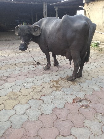 ભેંસ વેચવાની છે
