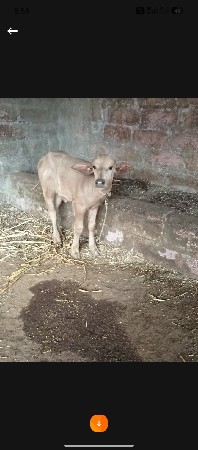 આવી પાડી લેવા ની છે
