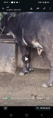 વેચવાની