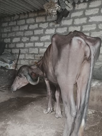 ત્રણ વર્ષ ની છે