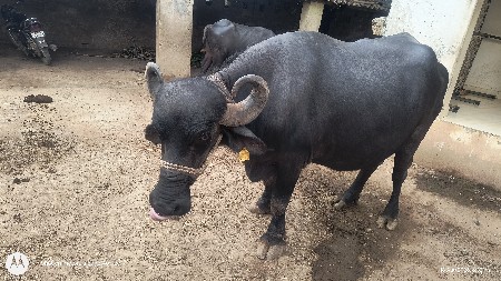 ભેંશ વેચવાની છે..