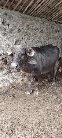 ભેસ
