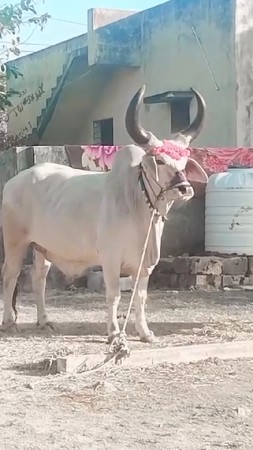 બરધ વેચવા ના છે