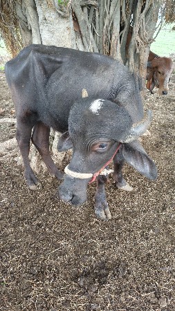 2 પાડી વેચવા ની છે