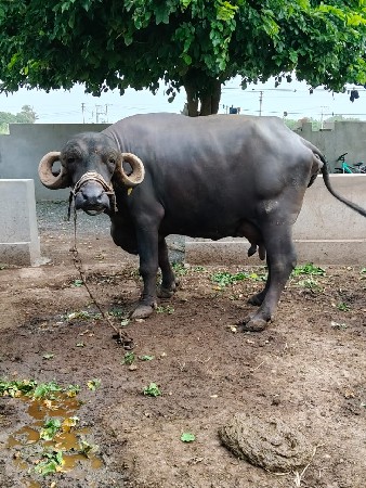 ભેંસ વેચવાની છે ૨ મહિના ની વીયાણેલ