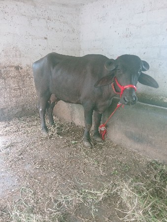 ખડેલી વેચવાની છે