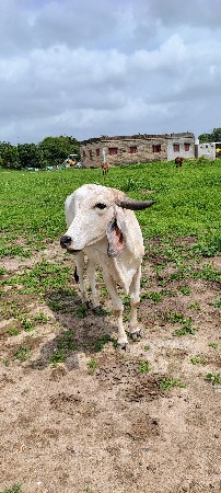 વાછડી વેચવાની છે