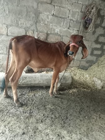 ગીર વાસડી વેચવાની છે