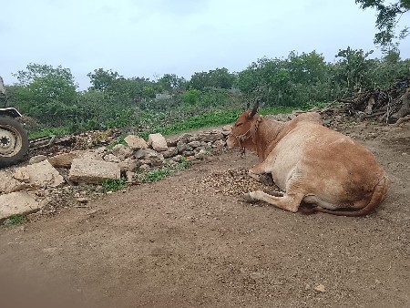 ગાય કોઈની દેવાની હોય તો હવે કોઈને