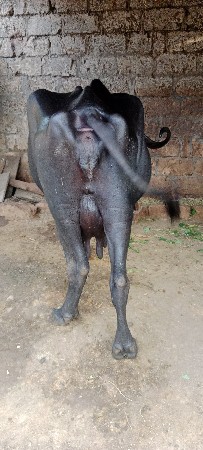 ભેશવેશવાનીછેશોથુવેતરવિયાલછેદશ