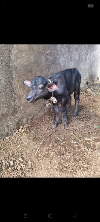 પાડો વેચવાનો છે