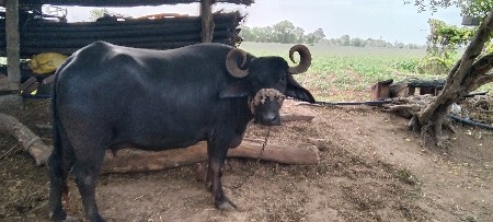 2 ભેંસ વેચવાની છે
