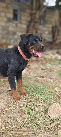 Rottweiler femel
