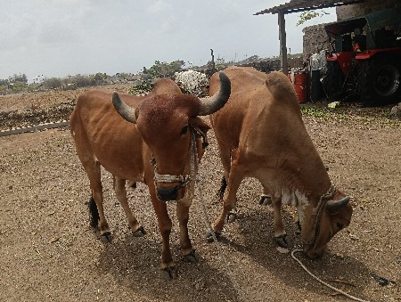 ગોધલા વેચવાના છે