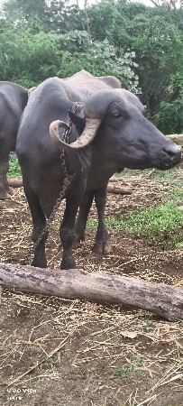 રાધે શ્યામ ડેરી ફાર્મ
