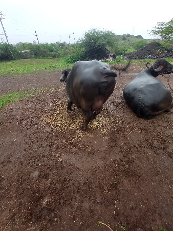 ભેશ વેશવાનુ છે