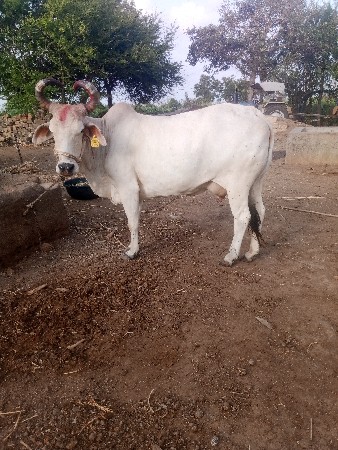 ગાય