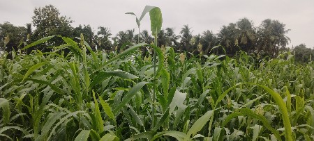 જુવાર નો લીલો ચારો