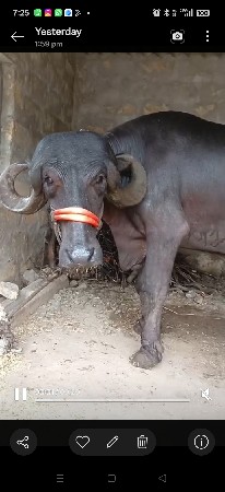 ખળેલી