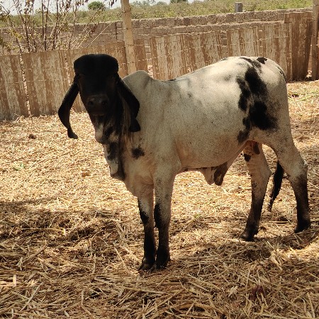 vasdi 14 મહિનાનો છે
