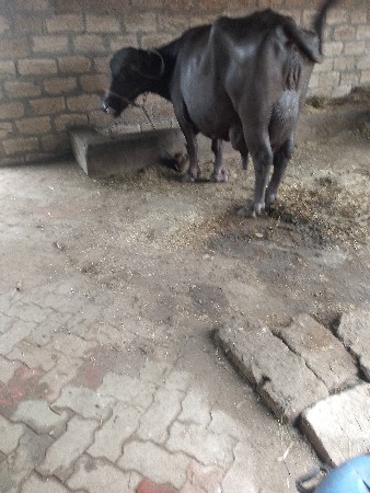 ભેંસ વેચવાની છે