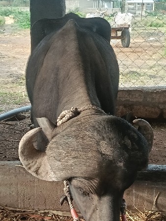 બે દાતે પાડો છે