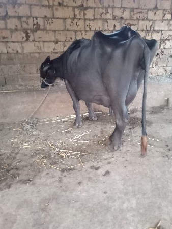 ભેસ વસવાનીછે