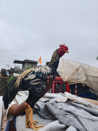 અસીલ બેગમ મુરઘો વેચવાનો છે