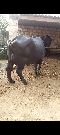 ભેંસ વેચવાની છે 5દીવસ ની વિરાણી