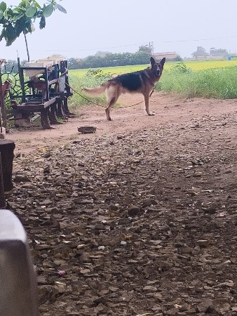 લોગ કોટ મીટીગ માટેજ વેષવાનો નથી .