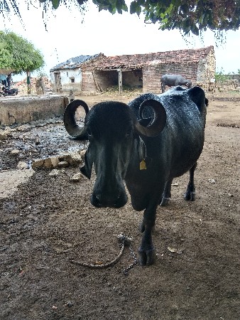 આ ભેંસ વેચવાની છે