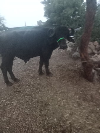 પેલો વાળો પુરો થયજીયો