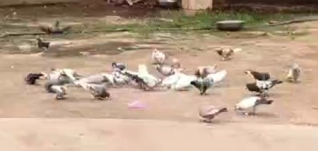 ૫૦ આ નંગ છે વેચવાના