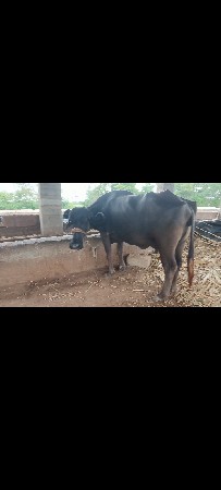 2 ભેસ છે