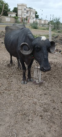 વેચવાની છે