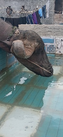 ભેસ વેચવાનીછે