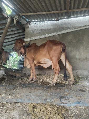 6 મહિના ગાભણ સે