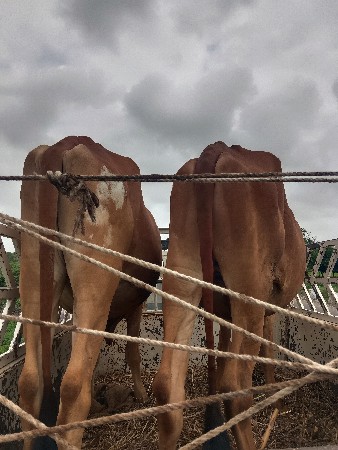 કપલીડ ચાલૂ છે