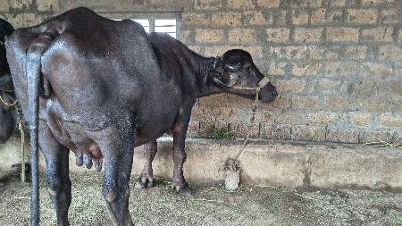 જાફરાબાદી ભેંસ વેચવાની છે