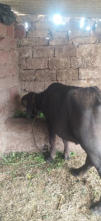 ખડલી વેચવાની છે