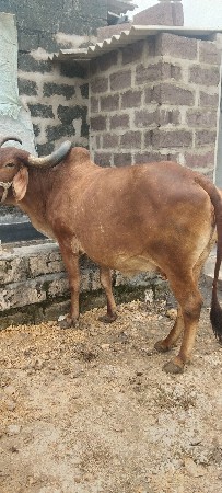 ગાય વેચવાની છે